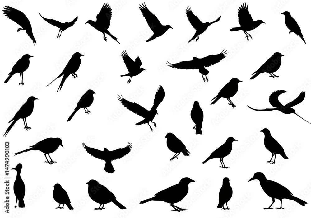 Bird silhouettes collection vector illustration flying and perched birds black and white bird species art on transparent background


