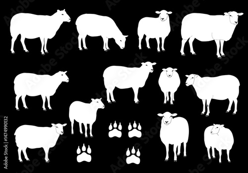 White sheep vector illustration on black background farm animals livestock wool lamb animal graphic design art on transparent background silhouette


