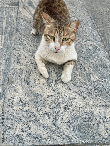 A brown and white cat with green eyes resting calmly on a textured marble floor, its paws stretched forward in a relaxed posture