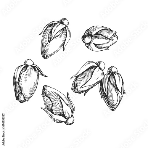 Vector vintage hand-drawn illustration of rosebuds. Dried flowers for making tea.