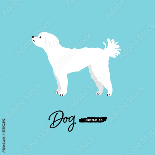 犬のイラスト_マルチーズ