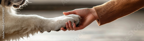 Closeup hand holding large dog paw, friendship, trust, warmth, human and pet connection, cozy indoor moment