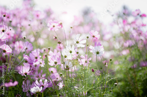 Cosmos flower blossom in garden.