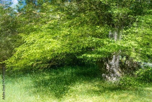 ICM part view of a green tree in the springtime