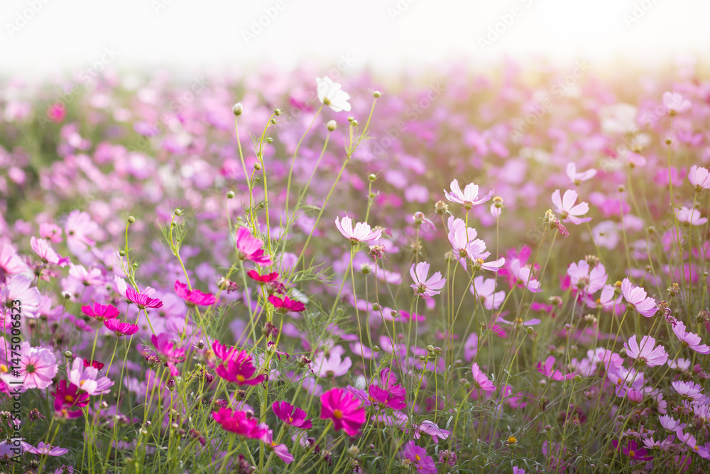 Fototapeta premium Cosmos flower blossom in garden.