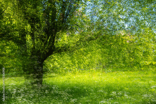 ICM of an old tree in the green field in the springtime