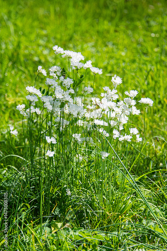 Somme wild white flowers in the grass field in the spring