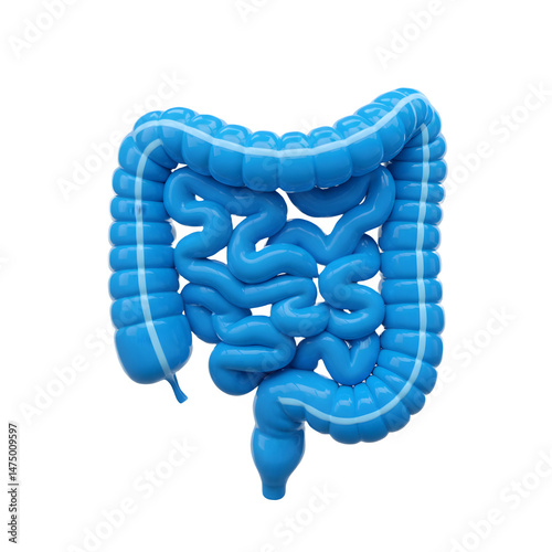 3D rendering of human intestines. Detailed anatomical model of digestive system. 3d rendering isolated on white background. Cartoon plastic style
