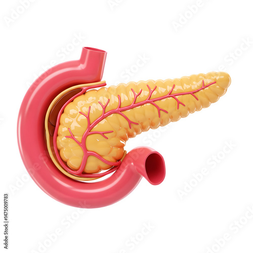 Detailed 3D rendering of a human pancreas and duodenum. 3d rendering isolated on white background. Cartoon plastic style
