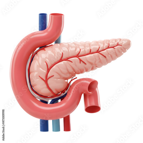 3D rendering of the pancreas and its surrounding structures. 3d rendering isolated on white background. Cartoon plastic style