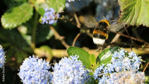 Bourdon terrestre
