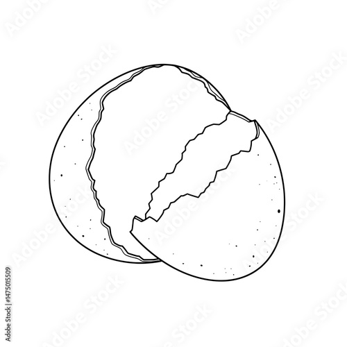 Eggshell Fragments