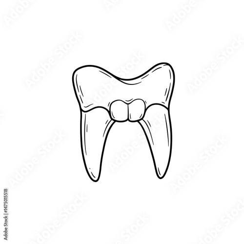 Line Drawing Single Tooth with Double Cusps, Roots, and White Background