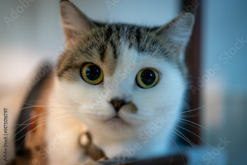 Wide-eyed Adorable Cat Portrait: Pet Close-Up of Startled Cat Face, Huge Round Eyes, Whiskers, Funny Expression:  Large Yellow Eyes, Detail of Whiskers, Cute Pet Expression, Portrait of a Kitten photo