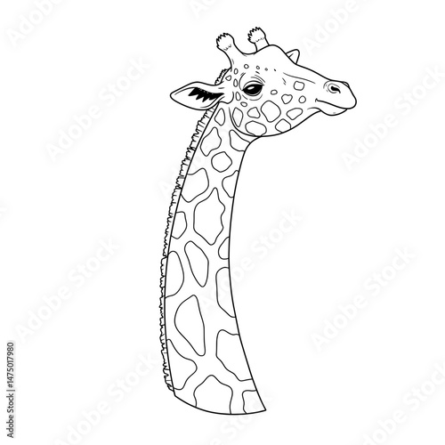 Giraffe profile showing the neck and head with patterns in black lines on a white background