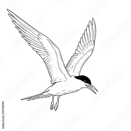 Bird in flight, wings spread wide against a white background, feathers defined, head dark