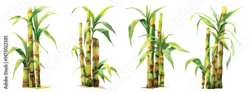 Set watercolor sugarcane stalks stem plants isolated on transparent background