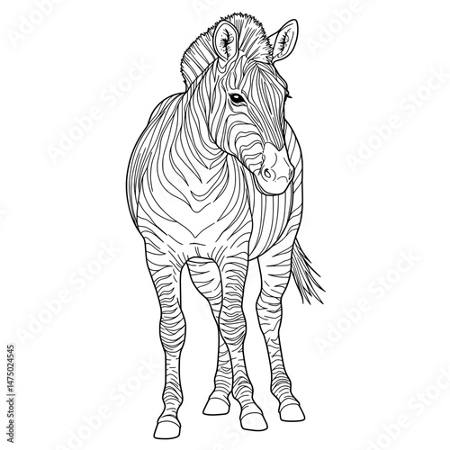 Zebra line art. The head tilted, striped body, white background. Detail and natural posture