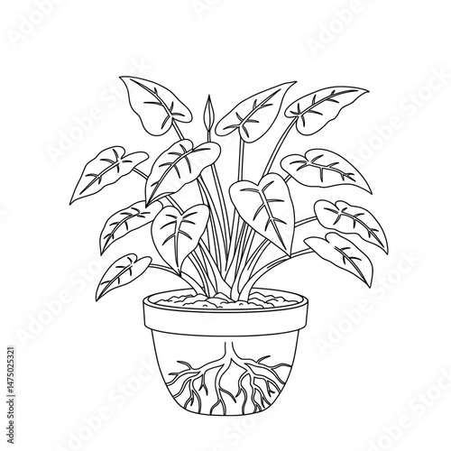 A plant with many large leaves and veins highlighted with an outlined drawing of a caladium