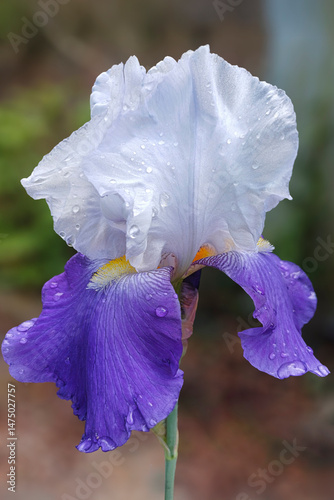 iris bleu et blanc en gros plan