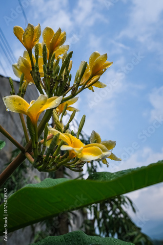 Yellow Frangipani Flower Stalk Reaching Towards Blue Sky