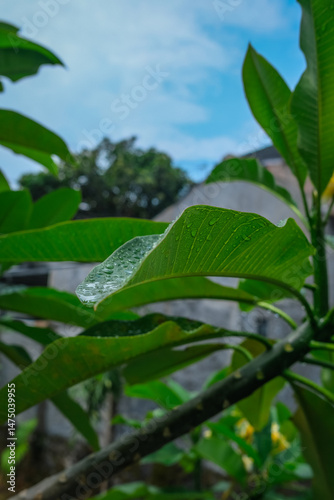 Frangipani Tree Leaves Against Blue Sky with Clouds