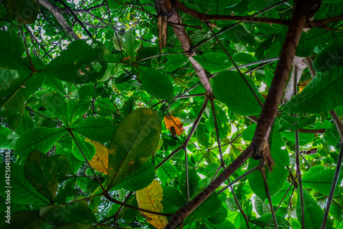 Close-up of Lush Green Leaves and Branches in a Verdant Forest