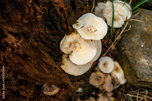 Cluster of White Shelf Fungi Growing on Decaying Tree Stump