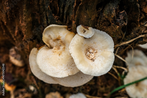 Detailed Close-up of White Fan-Shaped Fungi on Weathered Wood