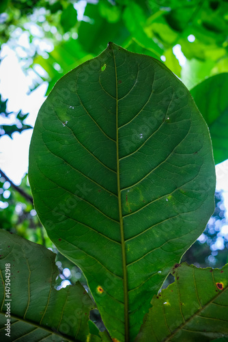 Single Large Tropical Green Leaf with Prominent Veins, Blurred Background