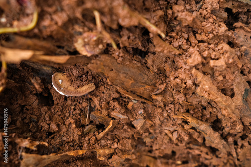 Forest Floor Texture with Brown Leaf Litter, Twigs, and Small Fungi