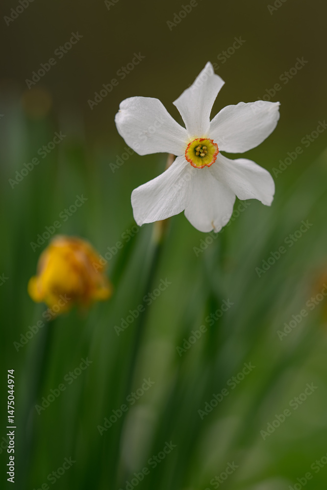 Fototapeta premium White daffodil flower with yellow center and faded bloom in the background.