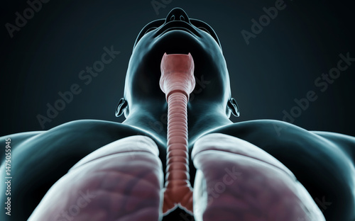 Human Lungs and Trachea Anatomy View from Below