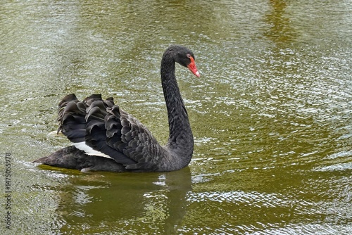Fototapeta Naklejka Na Ścianę i Meble -  Schwarzer Schwan