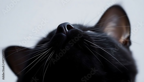 close up of a black cat's face