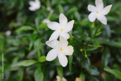 Close-up of delicate pinwheel jasmine flowers with soft focus green foliage in the background.