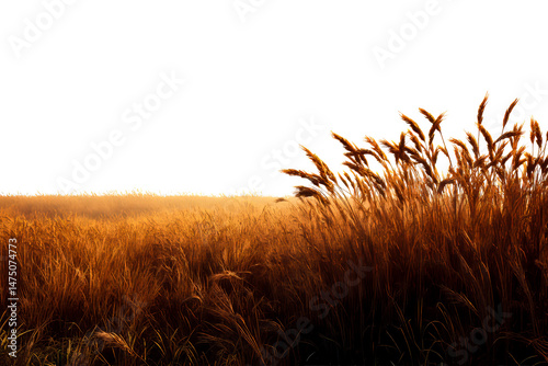 Fototapeta Naklejka Na Ścianę i Meble -  Golden grass field swaying under sunset glow in quiet landscape