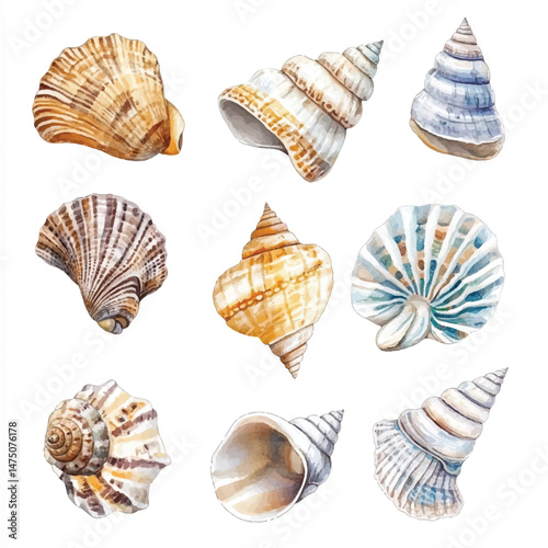 Cute cartoon watercolor A collection of beautiful shell