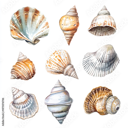Cute cartoon watercolor A collection of beautiful shell