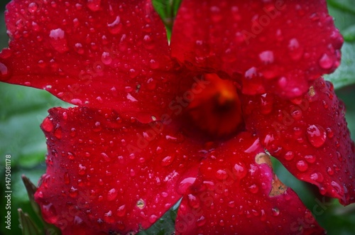 red flower with water drops