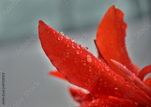 red flower with water drops