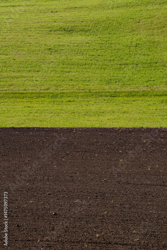 Green grass field