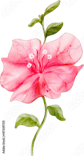 Fototapeta Naklejka Na Ścianę i Meble -  watercolor bougainvillea flower