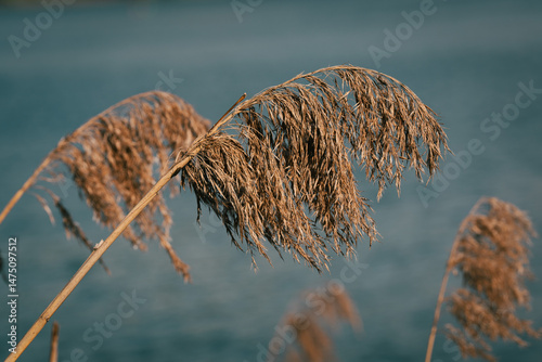 Reeds in winter