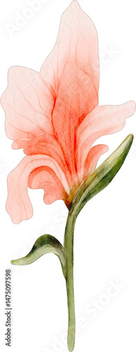 watercolor canna lily
