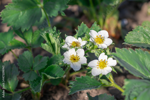 Green leaf and white flowers of strawberry bloom in vegetable garden. Bushes of strawberry fragaria the rosaceae family in blosson. Large fruited plant of berry crops wild strawberry in horticulture.