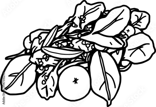 Fresh Spinach Salad with Berries and Herbs Illustration