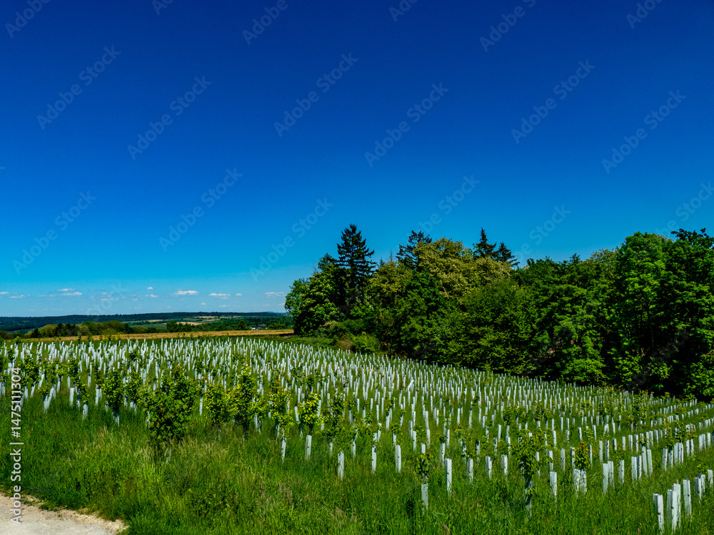 Fototapeta premium Wiederaufforstung durch Anpflanzen junger Laubbäume am Waldrand