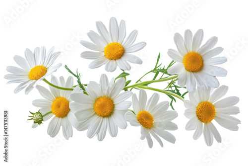 Daisies with yellow centers on a white background