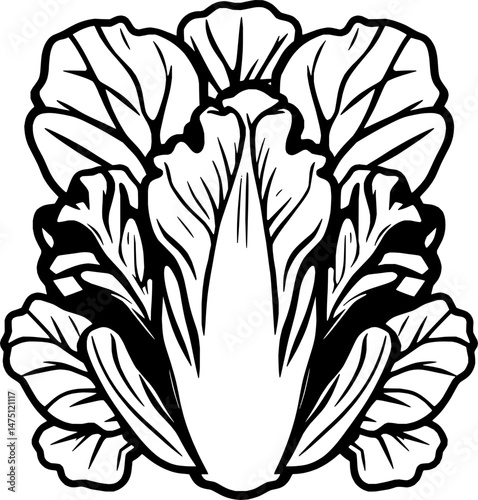 Stylized Black And White Illustration Of Napa Cabbage